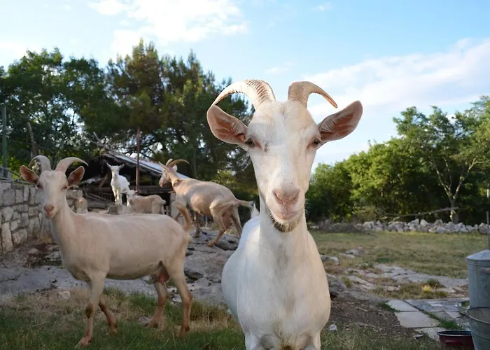 And Suzana Gæstehus